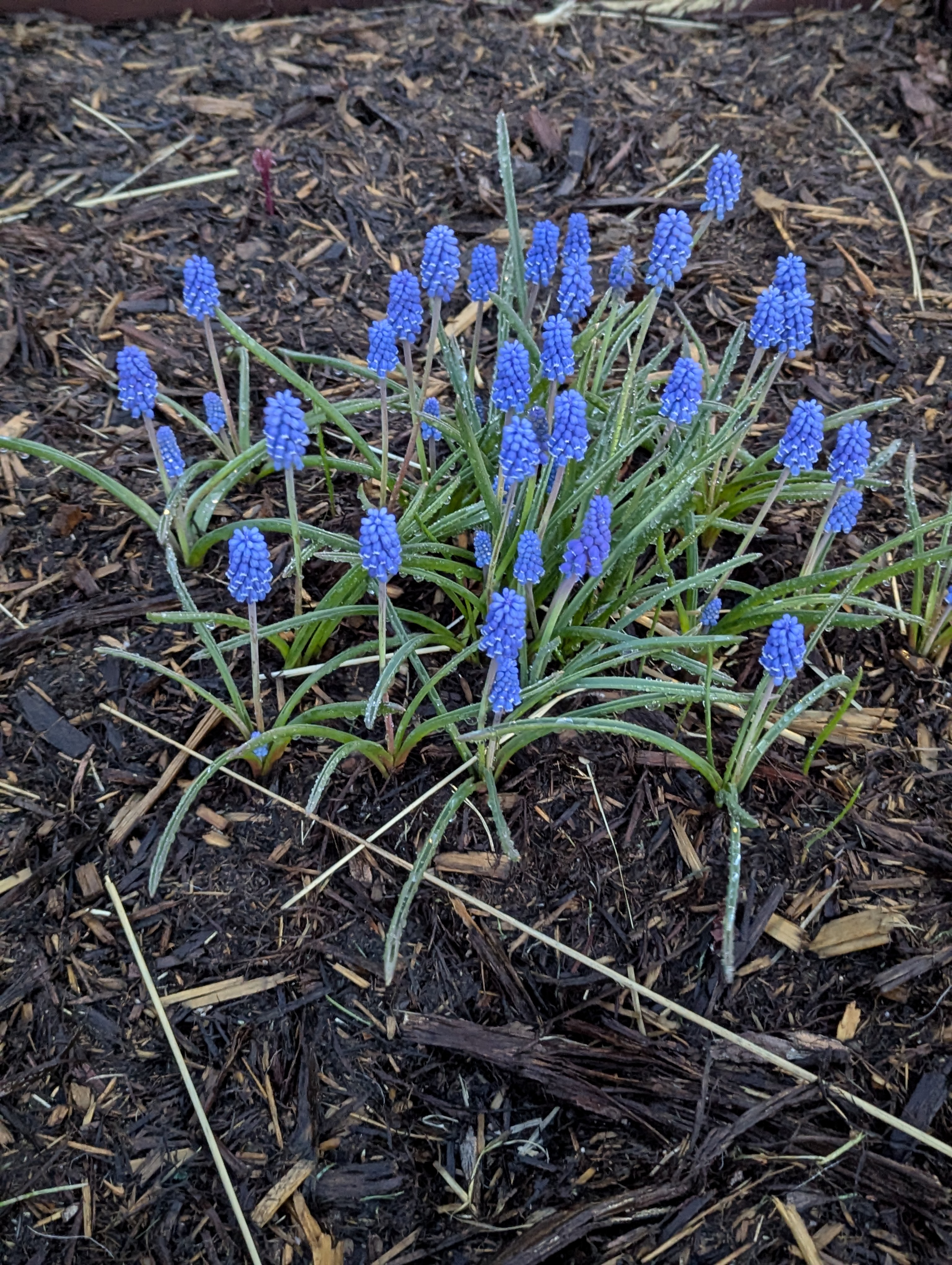 Garden, Flowers, Morrison, Colorado